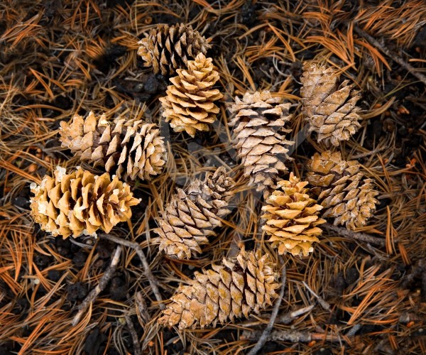 IDAHO Pine Cones